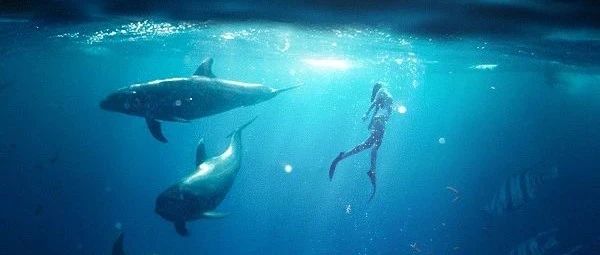 𝐒𝐄𝐄𝐊丨𝟎𝟔/𝟐𝟓-𝟐𝟔 探秘深海，曼妙之旅！
