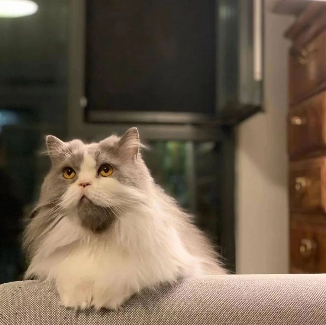 被猫控制，自带音箱，后摇乐队琥珀的广州专场就要到来